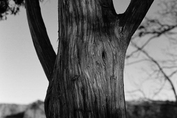 A weathered tree trunk, rich with grain