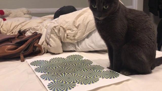 Un chat devient dingue avec une illusion d'optique [vidéo]
