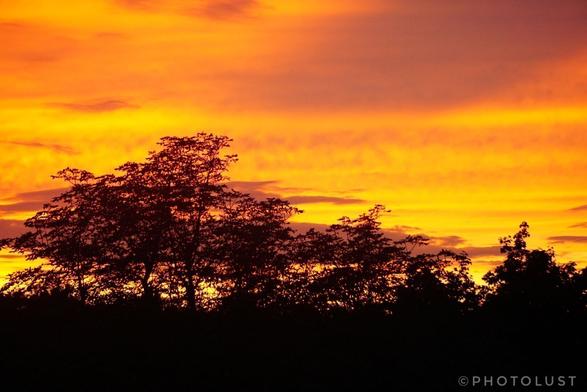 Farbfoto eines Sonnenuntergangs. Der Himmel ist orange-rot. Im Vordergrund Baumwipfel.