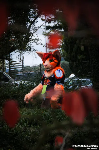Toony orange oriental shorthair partial looking at the viewer behind the bushes, the photo seems monochrome with only the fursuiter in color.
He wears a hockey tricot of the EHC BielBienne