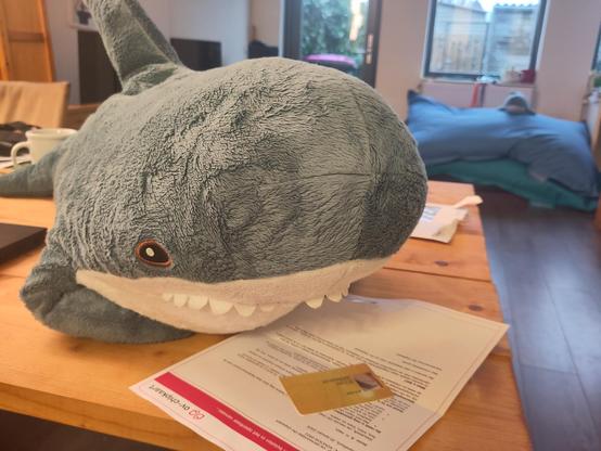 A Blåhaj cuddly shark on the table, fins a bit forward under them. The Blåhaj is looking at an official letter with an Dutch OV-chipkaart on top of it. When you zoom in, you can see the letter is from OV-chipkaart and addressed to 'B. H. Hapi'. The text on the OV-chipkaart is not readable, but you can see it has a picture of a Blåhaj on it.