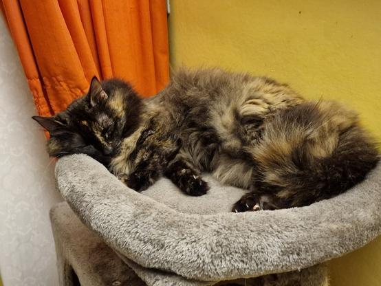 Gata carey de pelo semilargo tumbada en la parte superior de un rascador acolchado gris. Está tumbada completamente dormida, estirada, con sus patitas delanteras cruzadas de forma muy adorable.