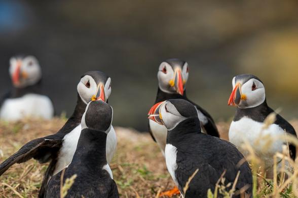 This is a photo of a group of puffins gathered on a grassy area. Puffins are small seabirds with striking black-and-white plumage, colorful orange beaks, and orange feet. In the image, five puffins are closely interacting, seemingly engaged in a lively social exchange. The puffins' bright beaks and expressive faces stand out against the blurred natural background, which appears to be a coastal environment. The composition conveys a sense of community among the birds.