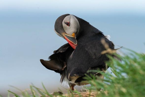 This photo shows a single puffin perched on a grassy patch, with the background softly blurred, giving the impression of an open sky or sea. The puffin is in a preening pose, with its head turned backward toward its body. Its distinctive features are prominent: a vibrant orange-and-red beak with a pale yellow stripe near the base, a pale gray face with dark black markings around the eye, and bright red-orange feet. Its black feathers on the back contrast with its white belly, adding to the striking appearance. The puffin appears to be grooming its feathers, with its beak slightly open as it nibbles or adjusts its plumage. Green grass blades in the foreground frame the image, and the natural colors suggest a coastal or cliffside habitat.