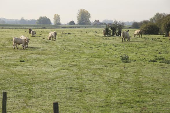 Troupeau de vaches charolaises dans un pré à Beaugency. On aperçoit en arrière plan la levée de la Loire.