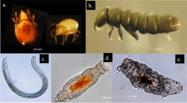 Figure 2 in Ross et al. (2025): "Photographs of the main groups of Antarctic soil fauna: a. oribatid mites Halozetes antarcticus and Oppia loxolineata (source: GMR), b. springtail Cryptopygus cisantarcticus (source: GMR), c. nematode Scottnema Lindsayae (source: Barcode of Life Data System (BOLD), uncredited), d. rotifer Macrotrachela jankoi (source: Iakovenko Reference Iakovenko, Smykla, Convey, Kašparová, Kozeretska and Trokhymets2015; NERC Open Access Research Archive (NORA), http://nora.nerc.ac.uk/) and e. tardigrade Hypsibius exemplaris (source: Jönsson Reference Jönsson2019)."