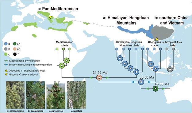 This annotated world map, featuring clade diagrams and in situ morphological images, illustrates evolutionary history reconstructions of Cupressus L., based on 1991 single-copy nuclear genes and plastid genomes.
