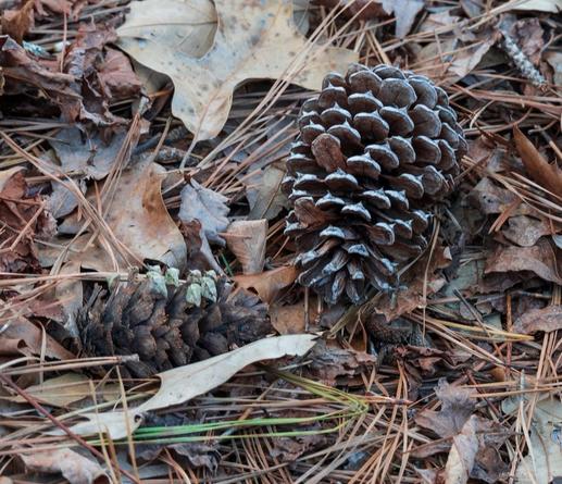 Pine cones, leaves and pine straw in mostly sepia tones.