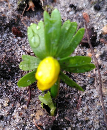 An early Winter Aconite (Eranthis - Winterling) (yellow closed blossom, star-like green leaves) peeping out of the soil.
