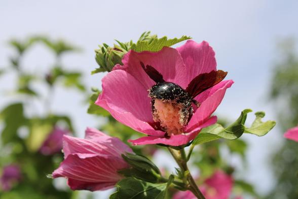 Pink flower with insect on it gathering pollen