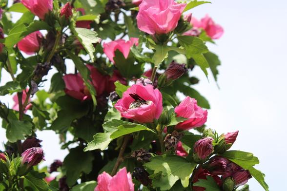 Green plants and pink flowers in summertime