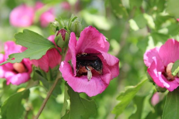 Insect sits in a flower