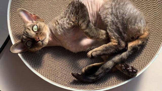 デボンレックス弟は日向ぼっこが大好きです(Devon Rex cat loves basking in the sun)