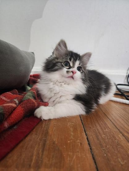 white and tabby long-haired kitten lying on blankets on a wood floor, looking off-camera