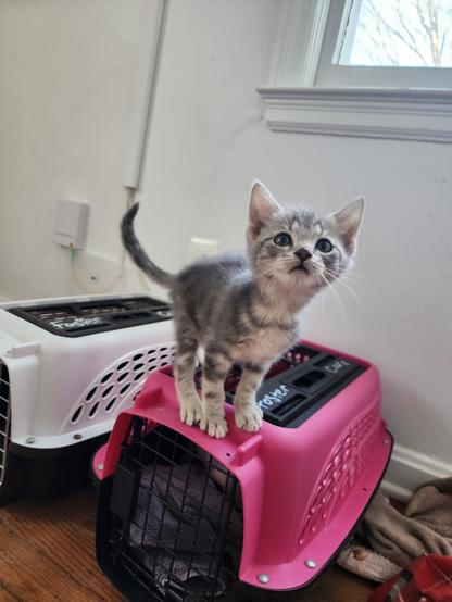 tabby kitten standing on top of a cat carrier, looking at and stretching his neck toward viewer.