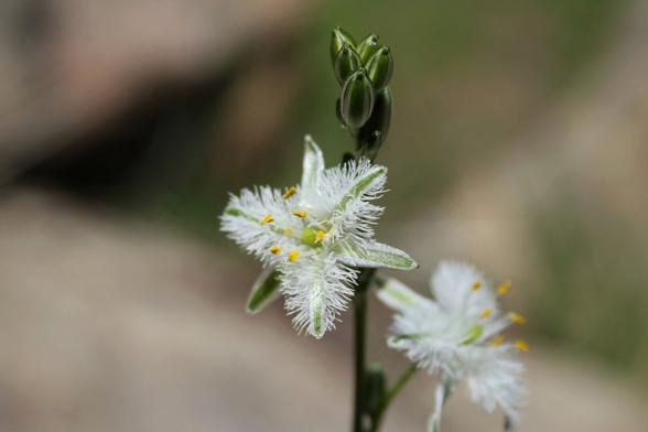 A photo of an endemic flower of Chile, it is the plumilla flower (Trichopetalum plumosum) is a flower with white petals that have the exteriors with white-green lines, the interiors with white hairs on the margin, stamens with wide white filaments, at the tip a set of elongated capsules of bright green color with white lines stand out.