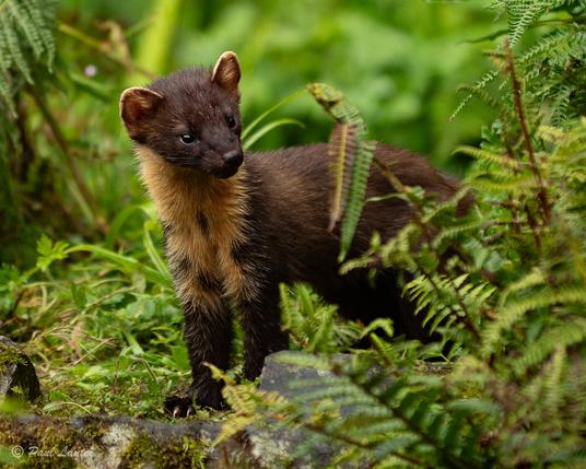 Pine Marten in scrubland