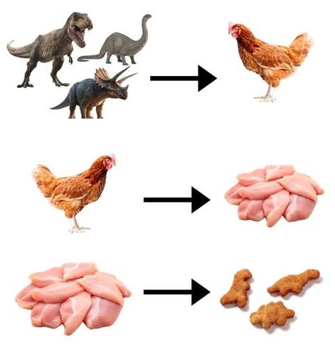 A humorous evolutionary sequence:

Dinosaurs (T-Rex, Brachiosaurus, Triceratops) evolve into a chicken.

Chicken is processed into raw chicken meat.

Raw chicken meat is shaped into dinosaur-shaped chicken nuggets.

This illustrates a "full-circle" concept