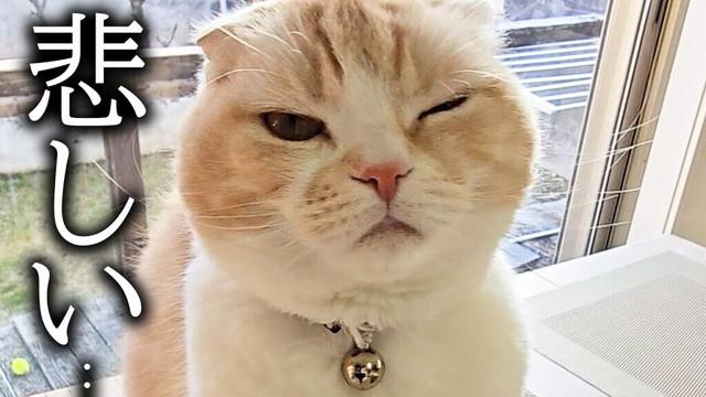 悲しすぎて胸が締め付けられそうです...