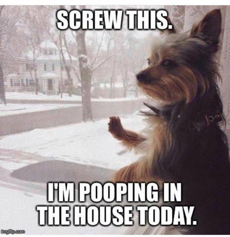 Dog looking out window at snow:  screw this I'm pooping in the house today