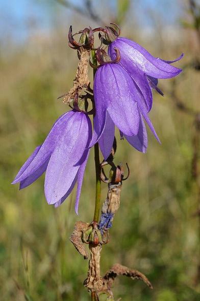 A photo of three purple bellflowers.