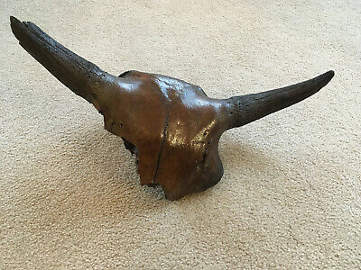 An ancient bison skullcap