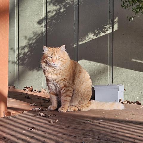 A chonky orange tabby sits in the sun on brown planks with a pale green wall behind him. He gives the camera a squinty look.