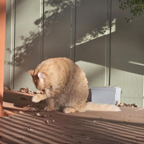 A chonky orange tabby sits in the sun on brown planks with a pale green wall behind him. He’s licking his left front paw.