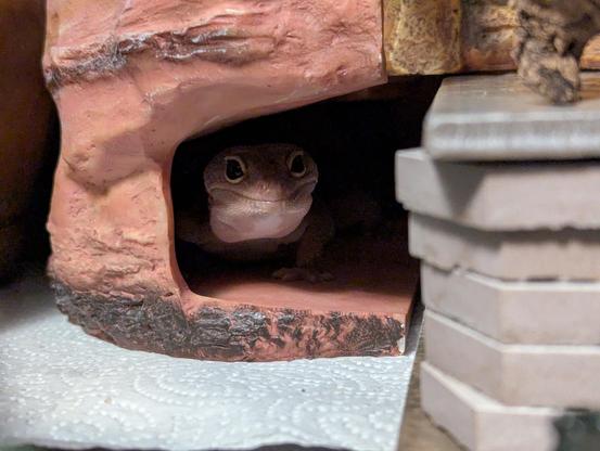 A patternless leopard gecko standing and peeking out from one of her hides. Just her head and (barely) her front legs are visible.