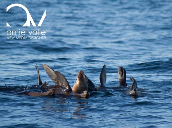 A pod of seals are floating in the blue sea, the sun reflecting on their skin, most only displaying their flippers and tails, with one seal in the center pointing its snout upward toward the sky.