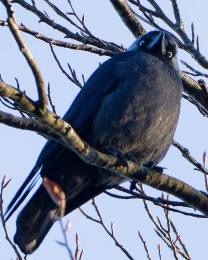 A jackdaw sits high on a tree and is looking suspicious into the camera