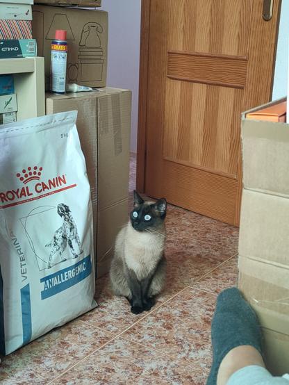 Siamese cat looking odd at the entrance of the guestroom.