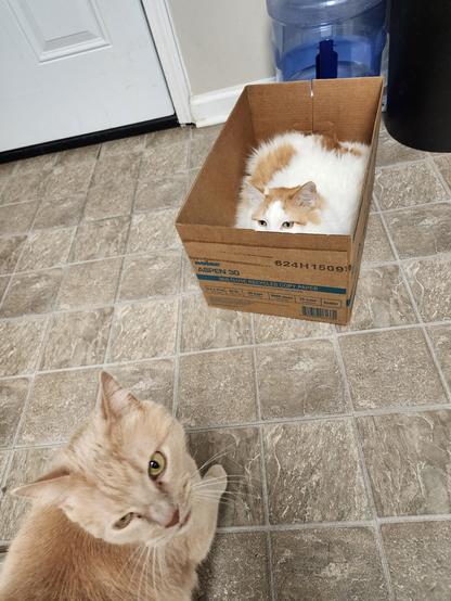 almost vertical shot, in foreground, an orange cat looks up with mouth open mid-fright. in the direction of gavin's path is a box with a big long-haired white and orange cat inside looking at gavin, only ears and eyes visible above the side.