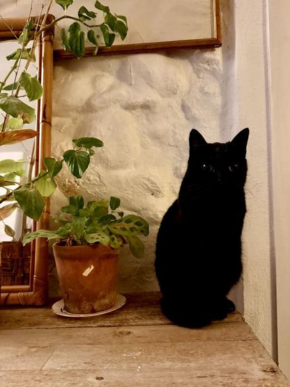 A black cat sat on a bench with a plant against a white stone wall. You can only see her eyes because of her jet black coat being difficult to expose for.