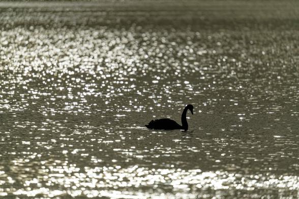 A black swan on the ocean. With the sun nearly inline with the lens, making the blue ocean have a golden hue to it.