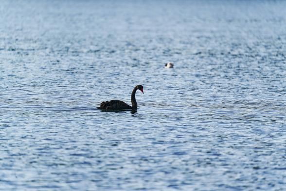 A black swan on the ocean. Ocean is blue and calm.