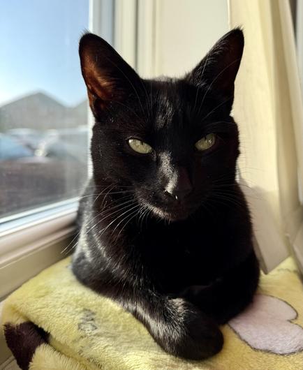 Black cat in the window