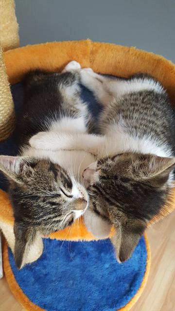 Our cats Alexa and Juno when they were kittens lying on the cat tree, cuddling