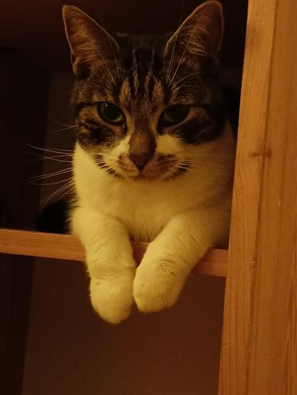 Our cat Alexa on the bed