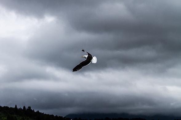 Seagull flying under dramatic sky