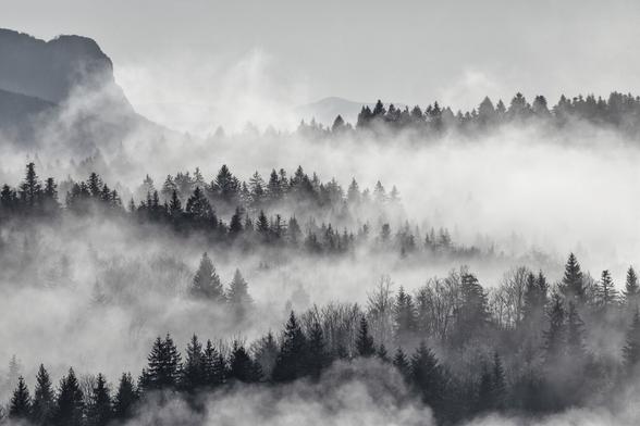 It's a photo of Velebit landscape. you see trees on a mountain almost totally in the fog. The picture is in Black and white to get the shape of the trees.