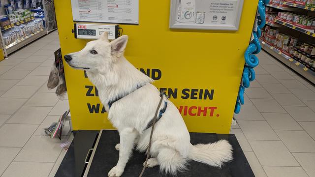 Jussi auf den Waage, sie zeigt 27,85kg an.