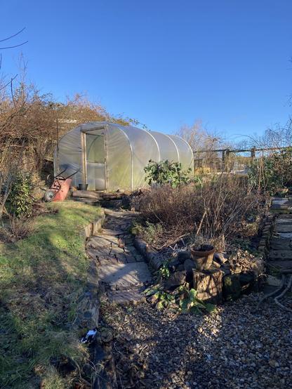 An allotment plot on a sunny winter day. The main feature is a poly tunnel with a red wheelbarrow and grass in front and two brick/gravel paths dividing around a herb / flower bed