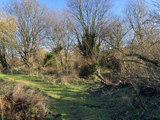Wintry trees and grass on a sunny cold day