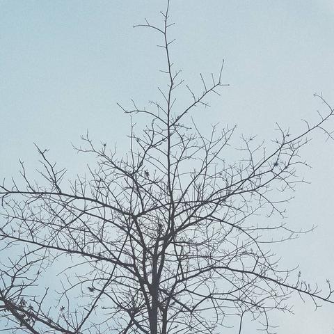 A bare tree against a light sky.