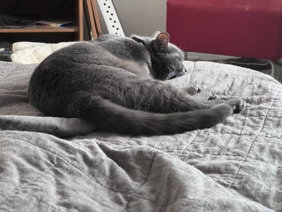 A grey cat in lay atop a bed comforter on her left side with her feet and tail curling around her.