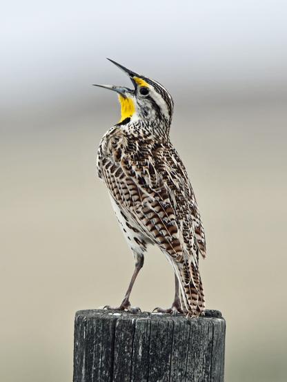 A Meadowlark sing the song of his people while sitting on a fence post