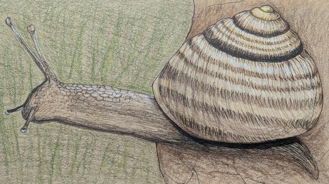 A drawing in ink and coloured pencil, showing a snail with a stripey cream and brown shell, stretching out its body over the edge of a dried brown leaf.