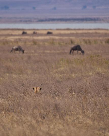Resumen

Una leona observa a un grupo de ñus en un paisaje de sabana árida.

Descripción Detallada

La imagen muestra una vasta extensión de sabana con hierbas secas y algunos arbustos dispersos. En primer plano, se puede ver la cabeza de una leona, que está semioculta entre la vegetación, lo que sugiere que está al acecho. Sus orejas son claramente visibles, y la mirada fija sugiere concentración y atención.

En el fondo, varios ñus se alimentan tranquilamente. Están en grupos dispersos, y su color oscuro contrasta con el tono más claro de la hierba seca. A lo lejos, se aprecia un cuerpo de agua, lo que añade un elemento refrescante al paisaje árido.

La atmósfera de la imagen es tensa pero tranquila. La leona parece estar en una posición de acecho, lo que crea un sentido de anticipación e intriga. El entorno natural transmite una sensación de vastedad y soledad, mientras que la presencia de los ñus sugiere la dinámica de la vida salvaje en este ecosistema. La luz es suave, lo que aporta un aire sereno pero también resalta la naturaleza salvaje del escenario.