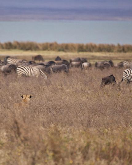 Resumen

Una leona observa a un grupo de cebras en un paisaje de sabana.

Descripción Detallada

La imagen presenta un extenso de sabana con hierba seca y algunos arbustos. En el primer plano, se puede ver la cabeza de una leona, que está semioculta entre la vegetación. Su postura y mirada indican que está al acecho, atenta a lo que sucede a su alrededor.

En el fondo, se distinguen varias cebras que pastan tranquilamente. Sus distintivas rayas blancas y negras contrastan con los tonos marrones del entorno. Algunas cebras están más cerca, mientras que otras se encuentran un poco más alejadas, formando un grupo disperso.

Al fondo, se puede observar un cuerpo de agua, lo que añade un elemento refrescante al paisaje árido. La atmósfera es de expectación; la leona parece estar concentrada en su objetivo, lo que genera una tensión sutil en la imagen. La escena transmite una sensación de vida salvaje y la dinámica natural entre depredador y presa, mientras que la luz suave resalta la belleza del paisaje, creando un ambiente sereno pero lleno de intriga.
